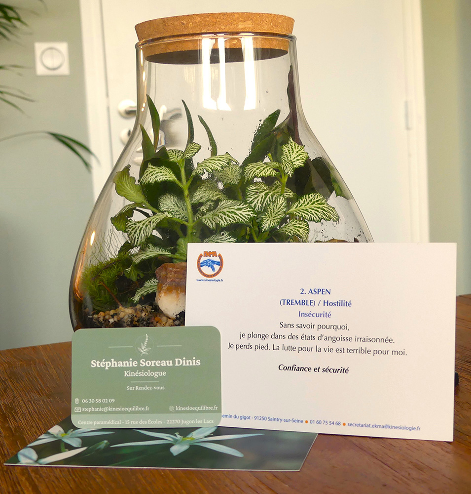 Plante décorative et carte de visite de Stéphanie Soreau-Dinis, kinésiologue